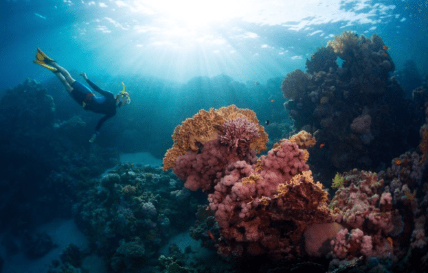 Terumbu Karang di Pulau Togian